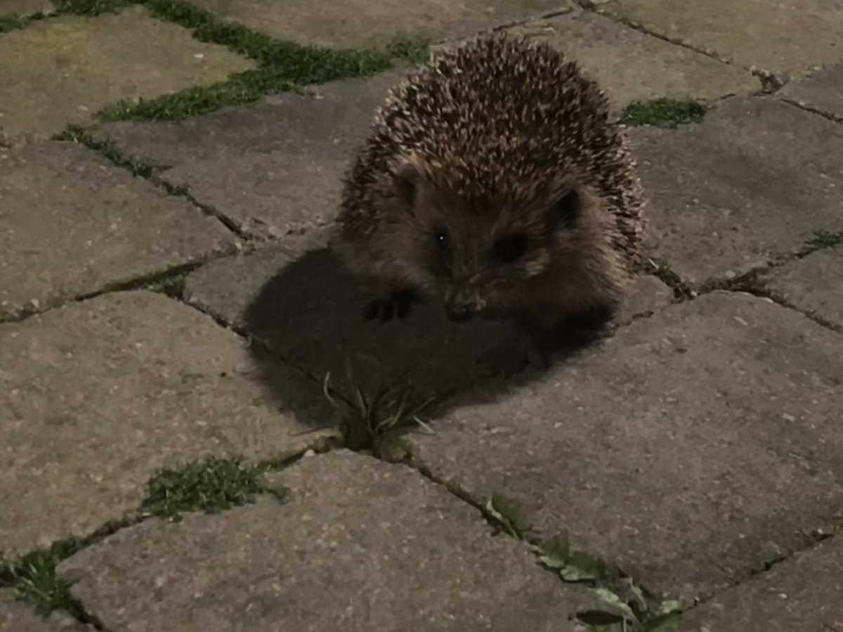 Just spotted through the window, a little cutie on the patio 😍🦔