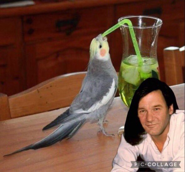 You were working as a waitress in a cockatiel bar, when I met you 🎶 @albolt76 #ZooSingSong