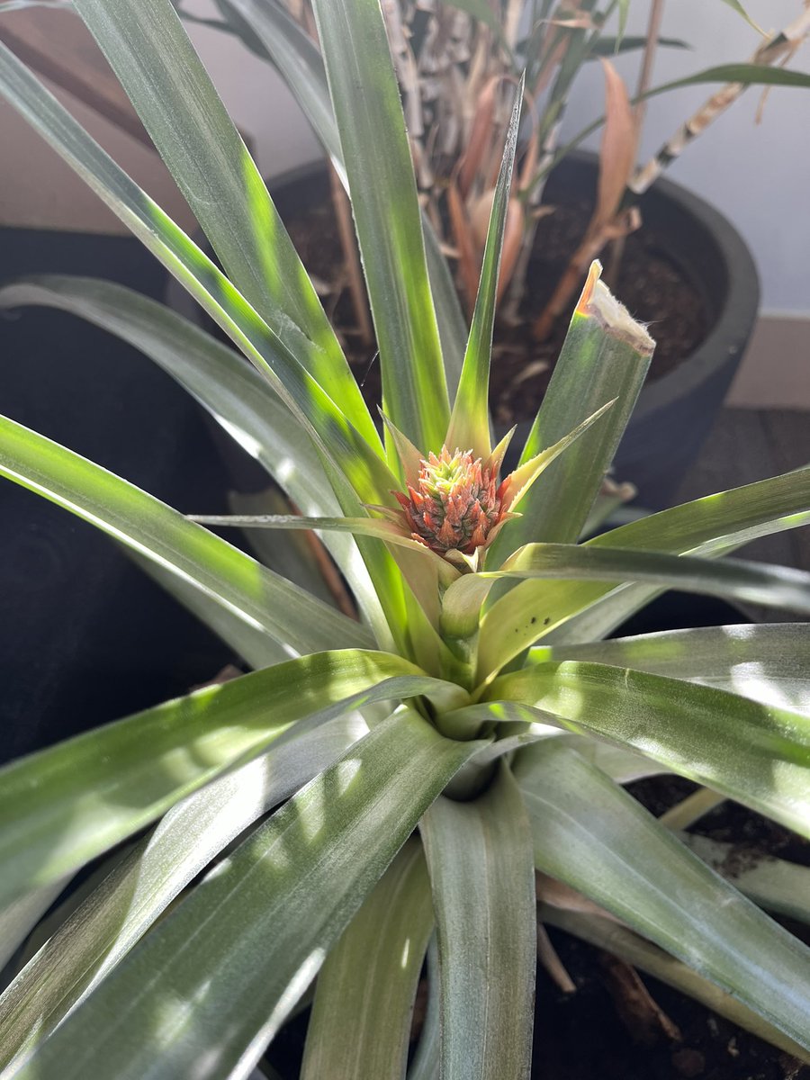 I don’t want to brag, but how many people can grow pineapples in their office in Massachusetts? 🍍