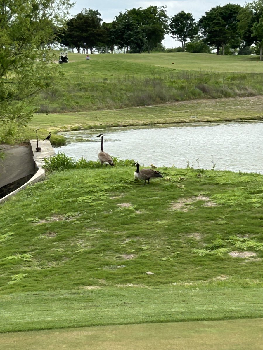 NorthGolfCoach's tweet photo. @Speakeasy971 we do have Canadian Geese year round in the DFW metroplex. I see them at a lot of golf courses. https://t.co/OY1fm0WlsE