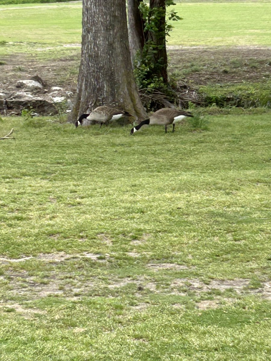 NorthGolfCoach's tweet photo. @Speakeasy971 we do have Canadian Geese year round in the DFW metroplex. I see them at a lot of golf courses. https://t.co/OY1fm0WlsE
