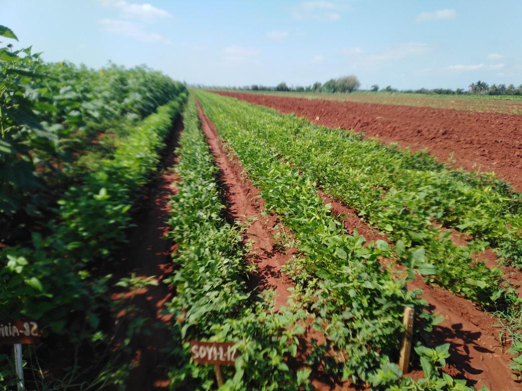 Visitamos finca de la Agricultura Suburbana en #Artemisa que cultivan el girasol y la Soya  para la extracción de aceite #SiSePuede @YdaelB @MMarreroCruz @JorgeLuisTapiaF @PresidenciaCuba @AsambleaCuba @RamnAguilarBet2 @MINAGCuba