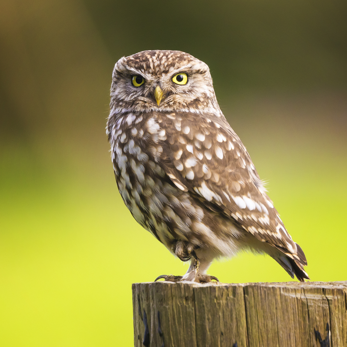 Check out this Little Owl's false face on the back of it's head! A defence against predators, who will think the Owl is always watching justwildimages.blogspot.com #BirdPhotography #BirdWatchers #FeatheredFriends #AvianBeauty #WildlifePhotography #BirdingAdventures #NatureCaptures