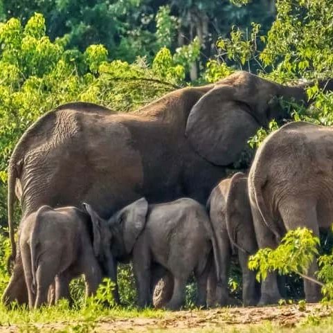 emmatours_j's tweet photo. A safari to Murchison Falls National Park with Emma Tours - get ready for an unforgettable adventure! Here's a taste of what's in store: https://t.co/NRbqVhqaDM