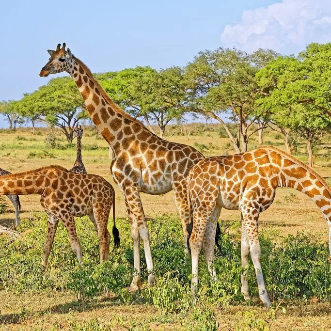 emmatours_j's tweet photo. A safari to Murchison Falls National Park with Emma Tours - get ready for an unforgettable adventure! Here's a taste of what's in store: https://t.co/NRbqVhqaDM