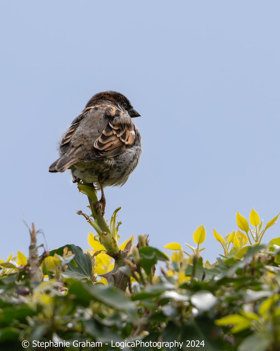 Hello baby boy. Brief views of this year’s sparrow fledglings 😀. So cute. Dad was sat nearby keeping a watchful eye. #TwitterNatureCommunity