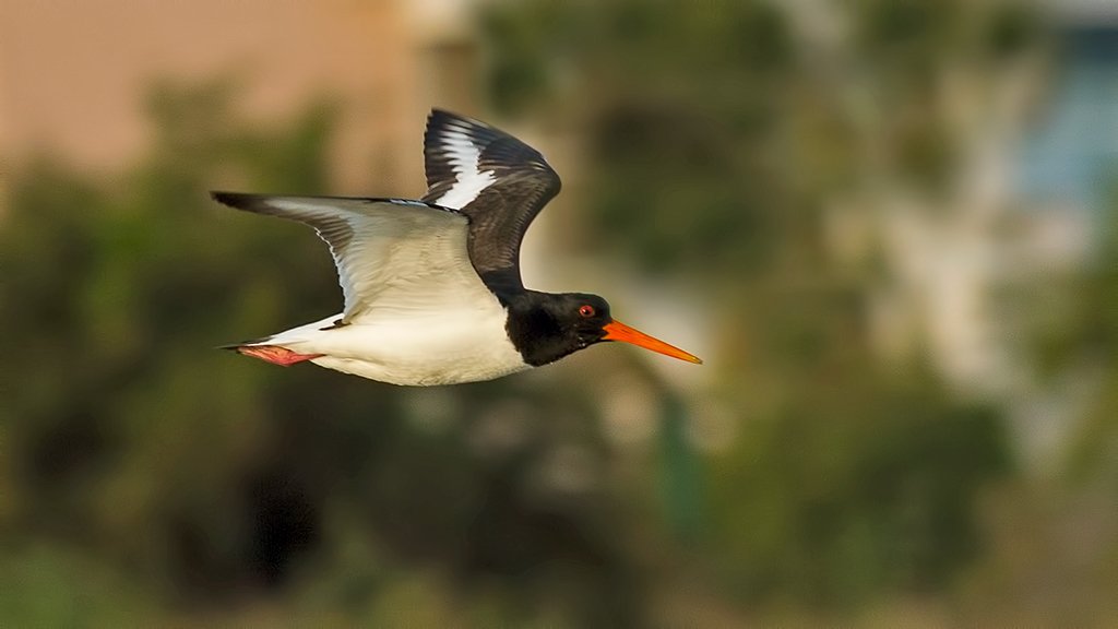 #haftanınkuşu bir zamanlar Alaçatı Sulak Alanı'nı göçte durak olarak kullanır, beslenme ve dinlenme için bir 8-10 gün harcardı, şimdi tam orada 125 milyon TL 'ye satılan evler var, poyrazkuşu da artık yok. Fotoğrafı 11 Mayıs 2020 tarihinda çekmişim.