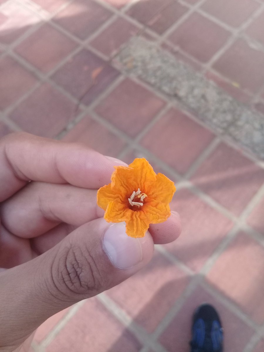 Una flor para una flor 🌺