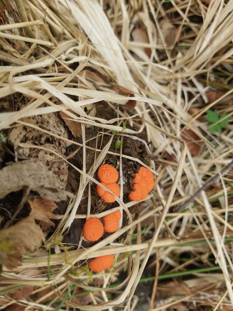 3 stages of the bizarre Wolfs-milk Slime Mould (Lycogala epidendrum), found in Glen Affric whilst guiding today