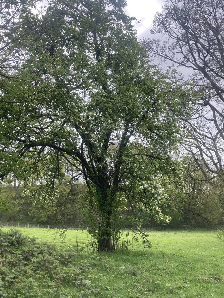 Some magnificent trees on a site visit today with @Placeyplacey whilst writing a Small Woodland Management Plan. The possibilities on this small mosaic of woodland are very exciting.