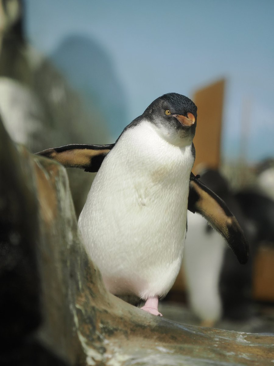 岩場からひょっこり
 #キタイワトビペンギン #男鹿水族館