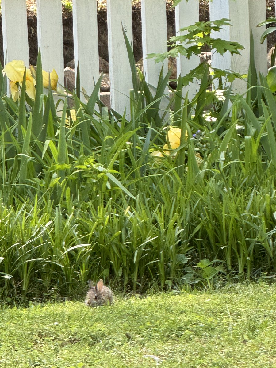 Spring has sprung! The baby bunnies are here. Hope the cicadas don’t eat them. #chapelhill 🐰 🌺