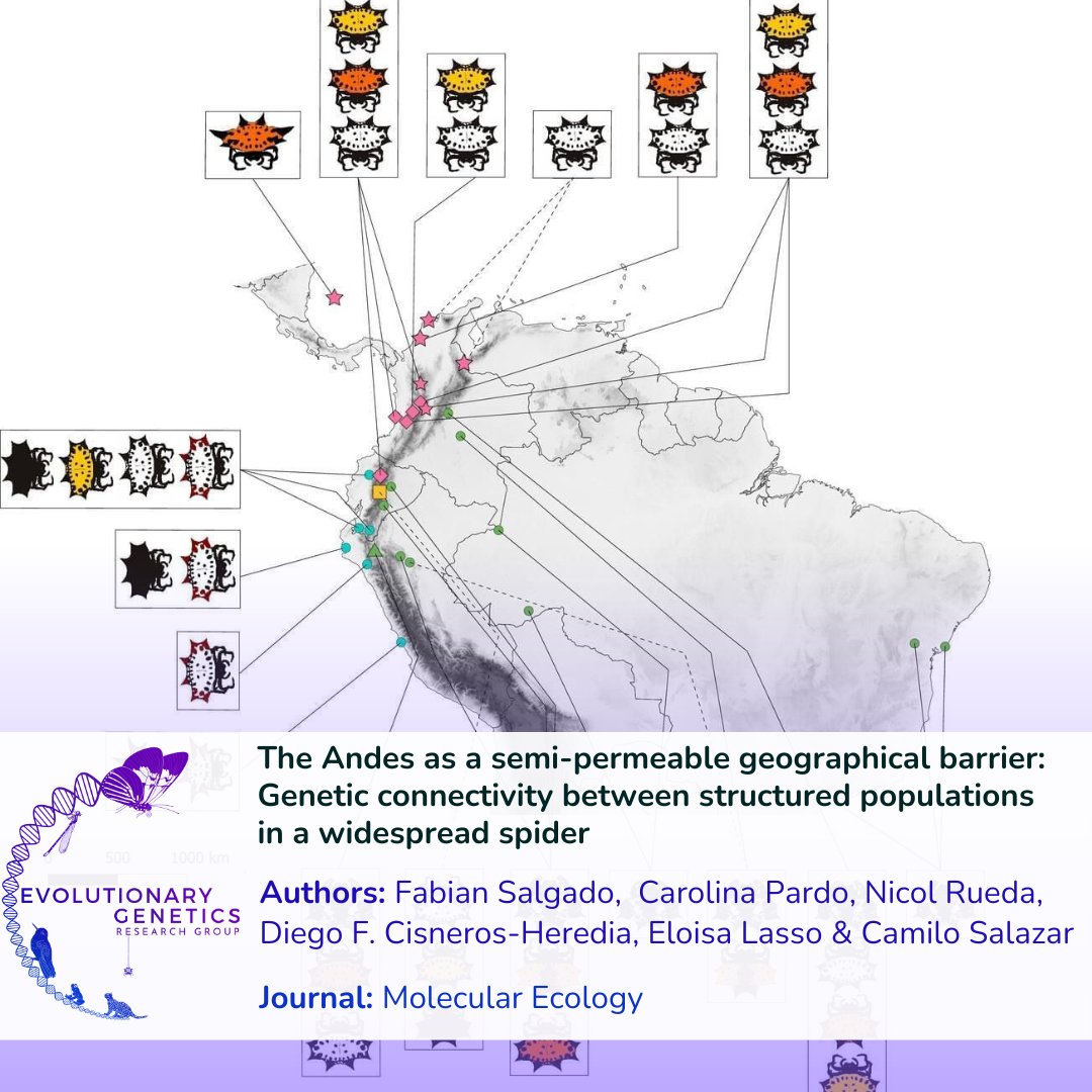 Check our most recent publication in <a href="/molecology/">Molecular Ecology</a>! @facasaro and researchers of <a href="/GEvolutiva/">Genética Evolutiva</a> found that altitude in the Andes plays a major role in structuring the populations of 𝘎𝘢𝘴𝘵𝘦𝘳𝘢𝘤𝘢𝘯𝘵𝘩𝘢 𝘤𝘢𝘯𝘤𝘪𝘧𝘰𝘳𝘮𝘪𝘴 🕷️🕸
#CienciaCriolla #Spiders #Evolution