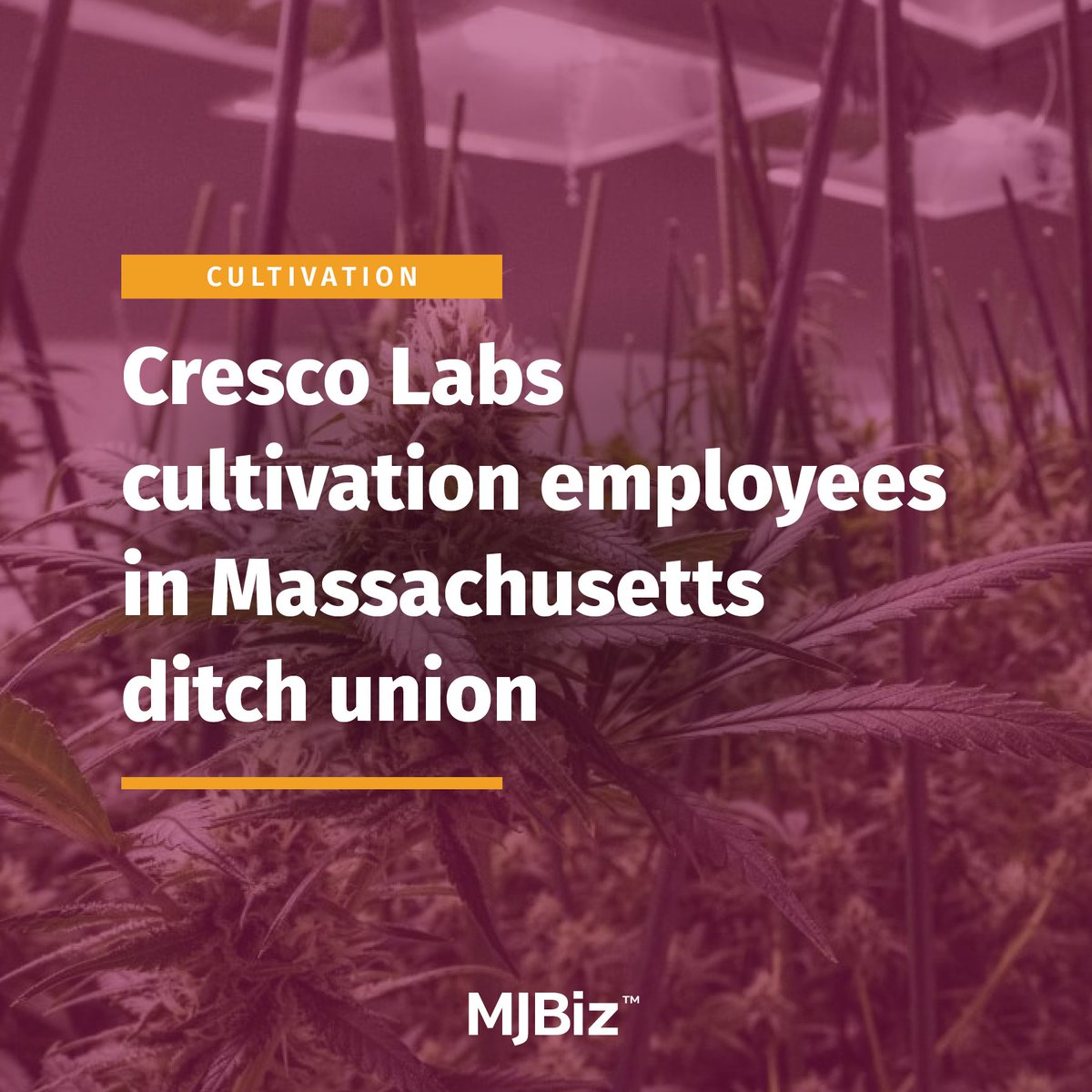 In what is to be believed to be the first instance in the U.S. of a regulated cannabis workplace exiting organized labor, employees at a #CrescoLabs #cannabis cultivation facility in Fall River, #Massachusetts, voted to de-unionize earlier this month. Get the details: