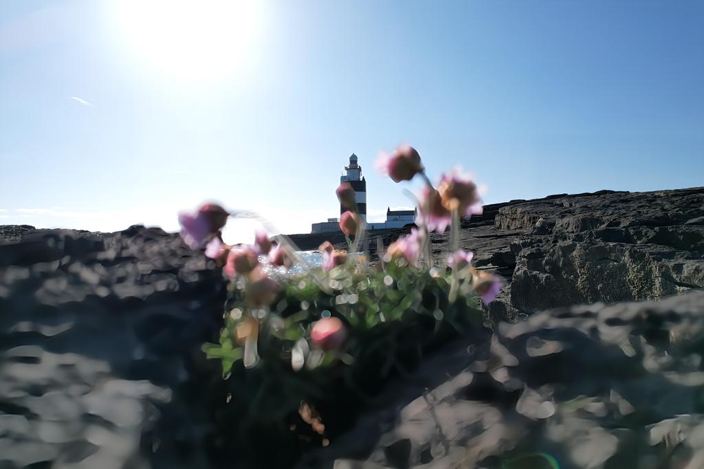 This evening at the #Hookhead lighthouse #Wexford 
Sea pinks grow almost anywhere, on this occasion growing out of a crevice in the rocks.