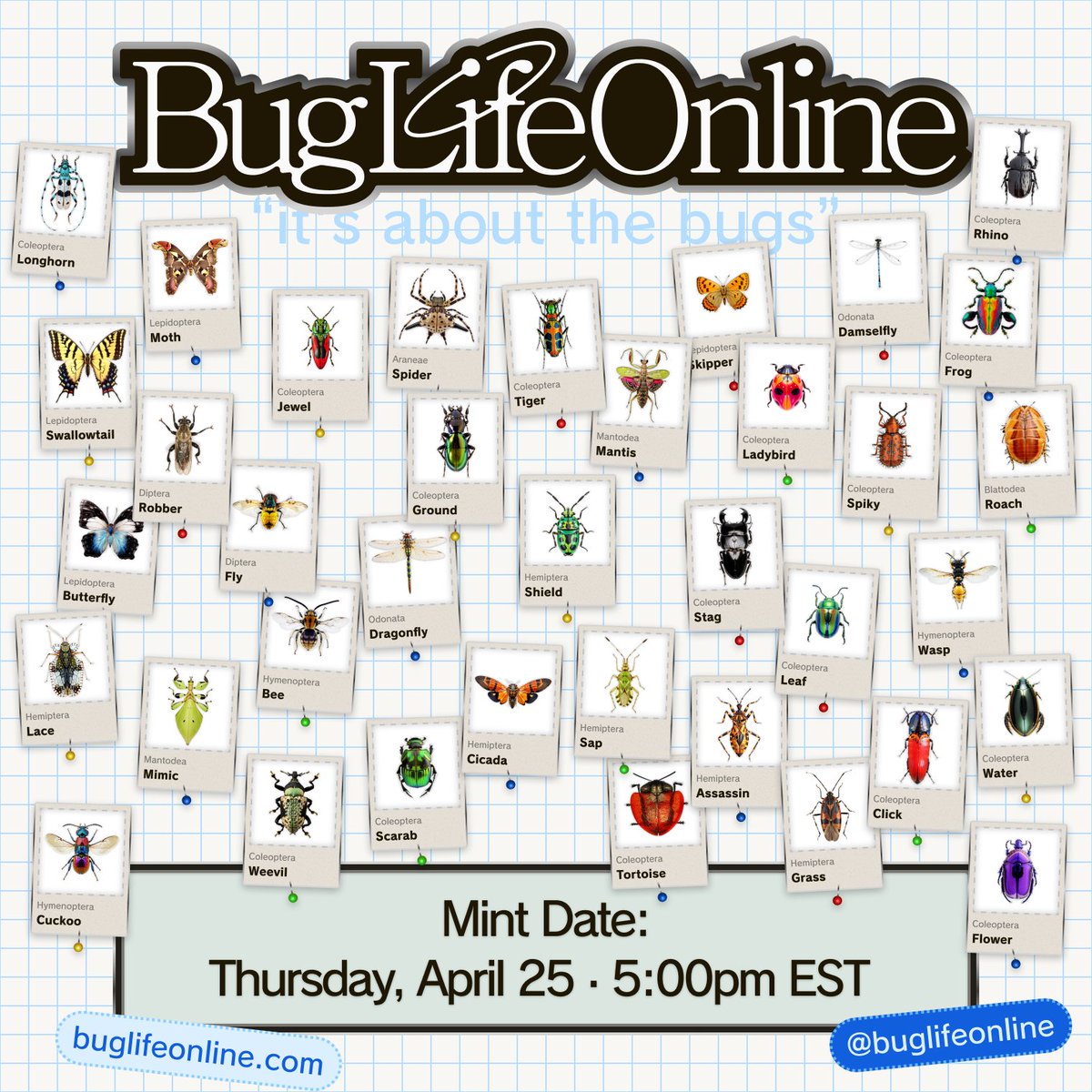 💖🪲
MINT THIS THURSDAY APRIL 25 AT 5:00 EST.
SOLANA. IS YOUR BODY READY? IS YOUR MIND CLEAR?

BugLife Online - a collection of 7,777 perfect bug collections. For collectors~ 

6,331 unique traits. 5,592 unique bugs. 
1 - 29 bugs per NFT. 

Variable trait compositions. So so many