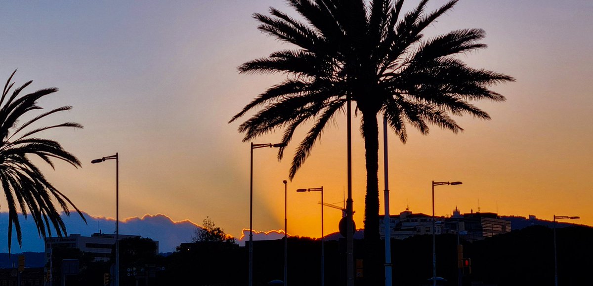 Lookind towards the #sunset and towards the sea through palm trees at Poblenou #Barcelona 🌴