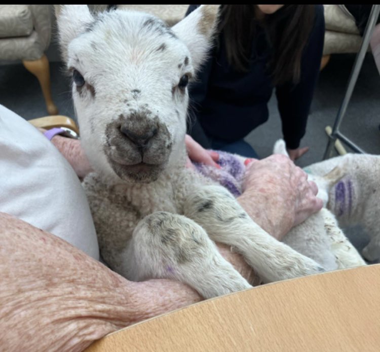 How lovely is this? Lambs visited mum and her friends! ❤️ #lambs #spring