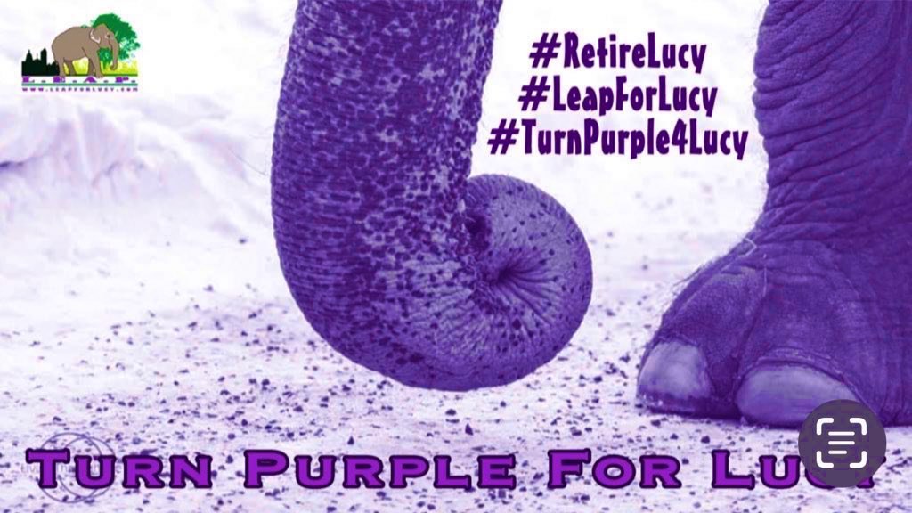 LEAPyeg's tweet photo. #LucysPurpleTuesday 💜 https://t.co/cJU1ww8j6b