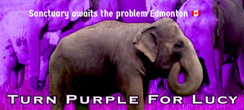 LEAPyeg's tweet photo. #LucysPurpleTuesday 💜 https://t.co/cJU1ww8j6b