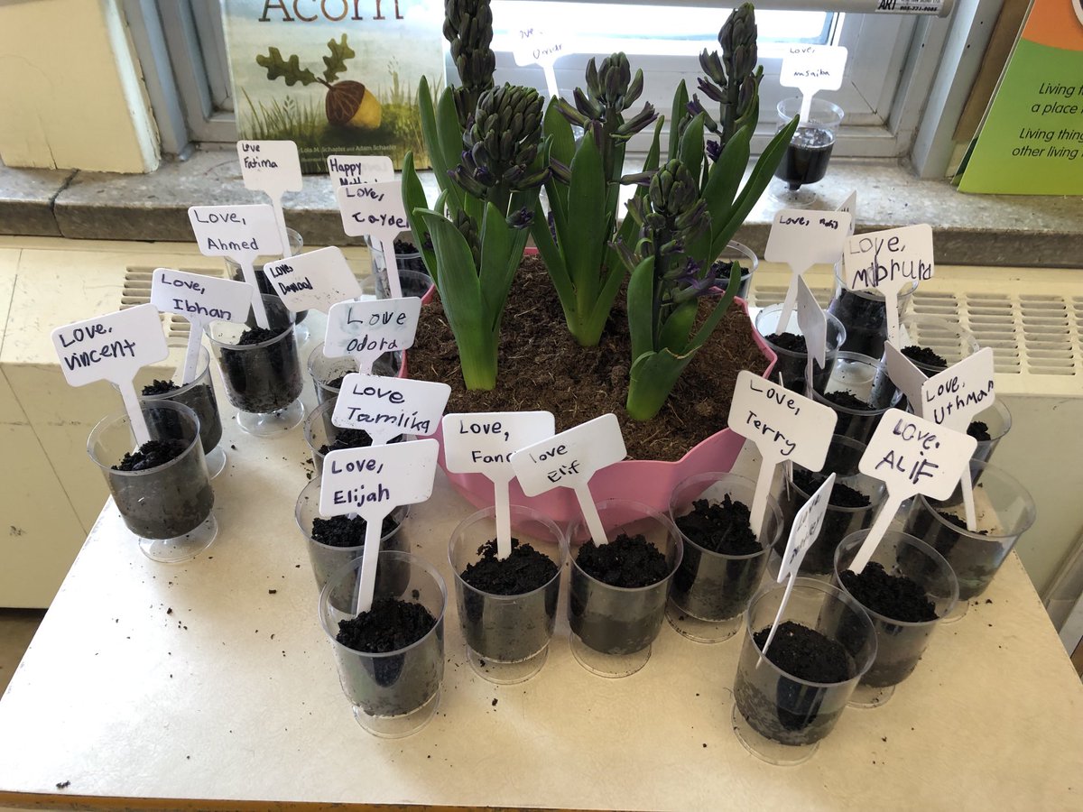 Grade 1/2 students ⁦<a href="/TDSB_JGWorkman/">J. G. Workman P.S.</a>⁩ planted seeds as we continue learning about living things. These beautiful flowers will be #Mothers’ Day gifts too❣️Sssshhhh! ⁦<a href="/EmmanuelP_1/">Emmanuel Peter</a>⁩ ⁦<a href="/LC3_TDSB/">TDSB LC3</a>⁩