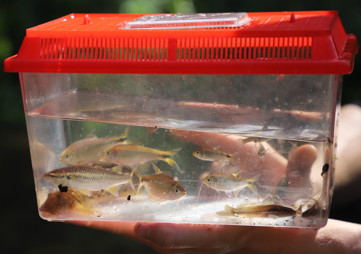 📌El biomonitoreo realizado en el río Sixaola 🇨🇷 🇵🇦 en 2023, reveló el estado de conservación de la cuenca. Se estudiaron más de 14 mil peces pertenecientes a 33 especies 🐟🐟🐟 y unos 7 mil macroinvertebrados acuáticos. Conoce más: 👉bit.ly/3w3Otca @sacasa_u