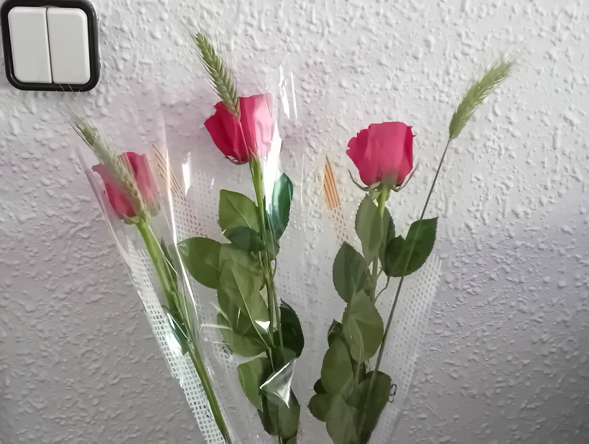 Mi tío nos ha regalado rosas hoy ^^ Sí, la pared es de gotelé, somos vintage (?)