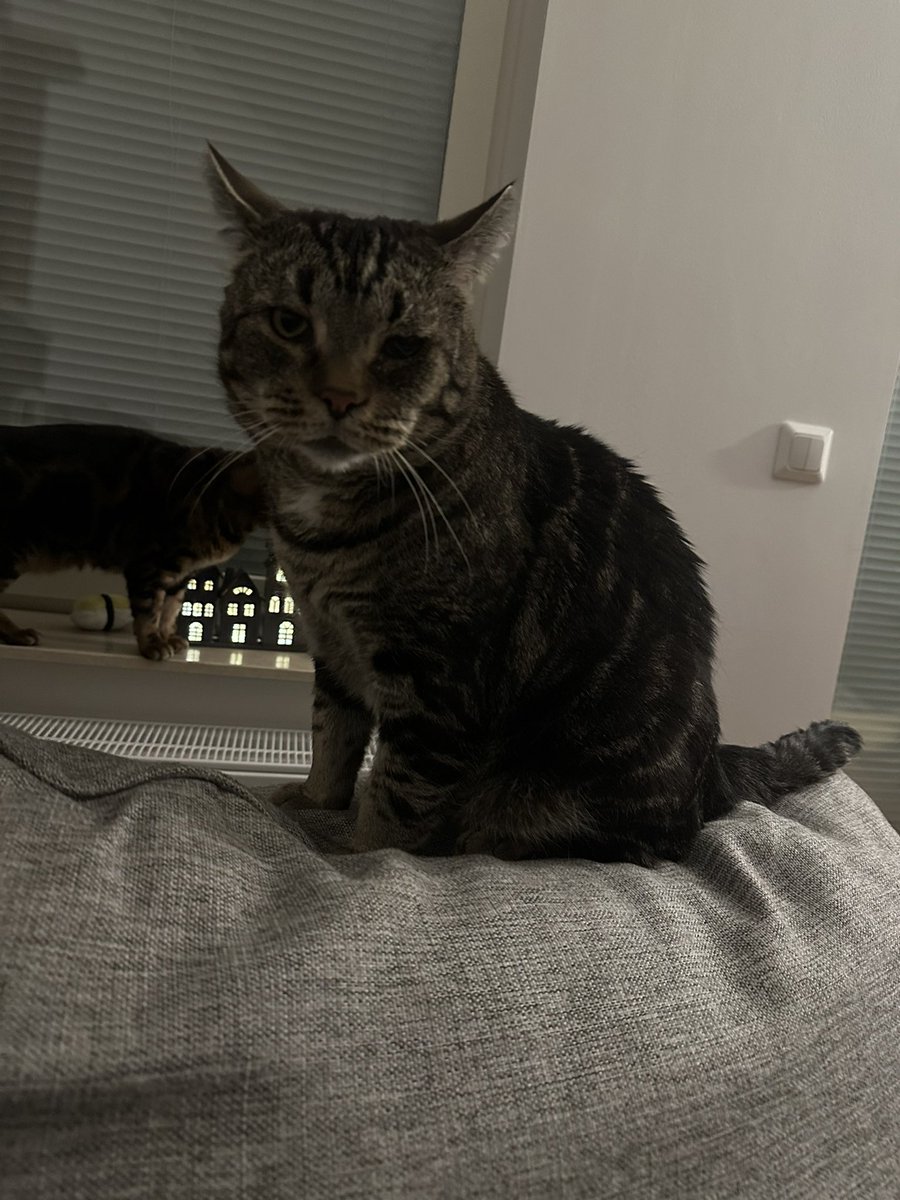 DevourYou1's tweet photo. Min hjälte fyller 9 år idag!  🥳❤️ https://t.co/wX9G9Hl4KH