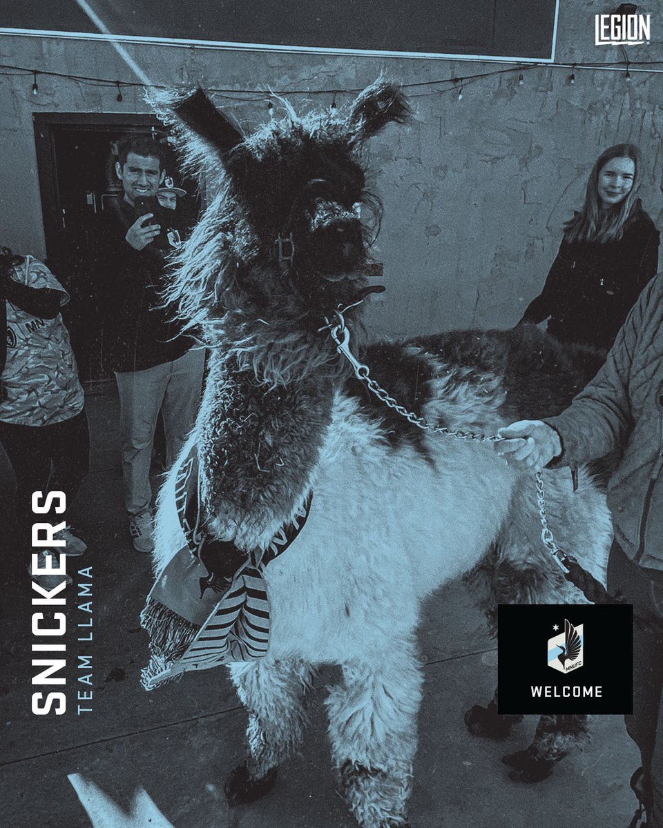 ✍️ The club has signed Snickers The Llama following a standout performance during MNUFC's watch party at Midway Saloon on Sunday. Terms of the deal were not disclosed.