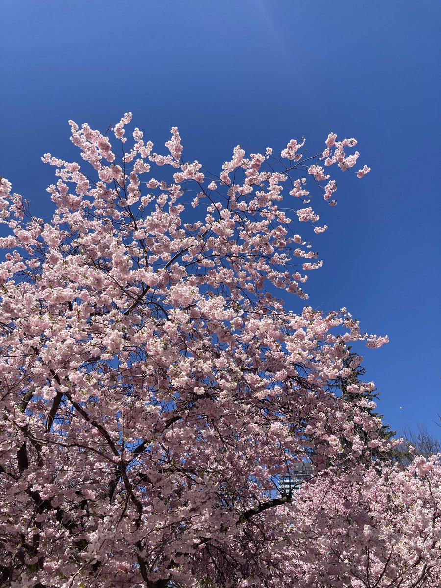 Cherry blossoms in Toronto!  #cherryblossom