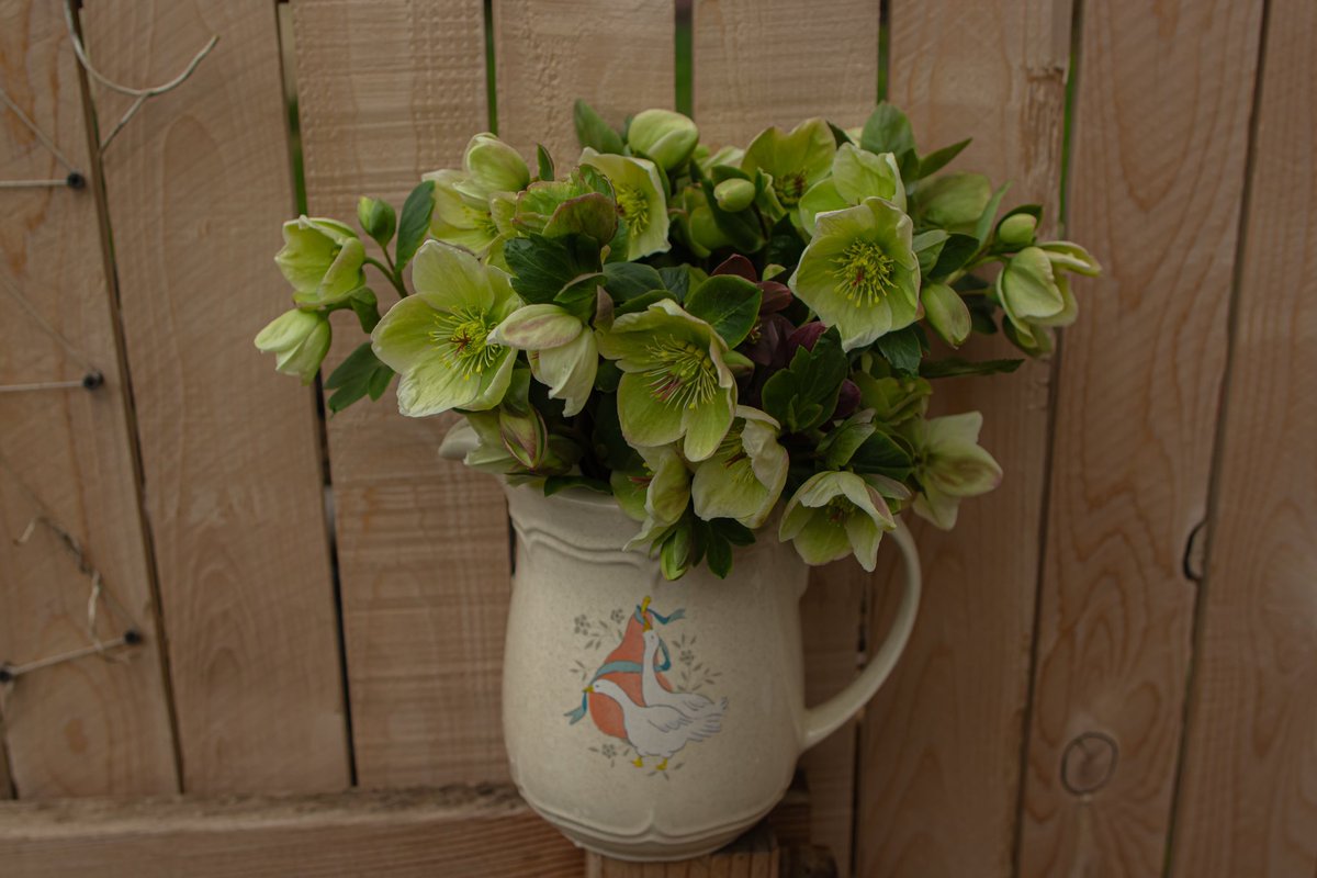 Hellebore season is here #flowerfarm