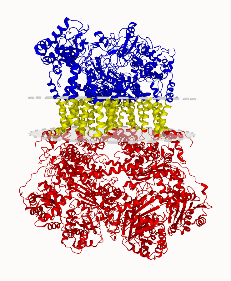 New #membrane #protein in UniTmp Database: #CryoEM #structure of porcine bc1 complex in isolated state.

pdbtm.unitmp.org/entry/8iog