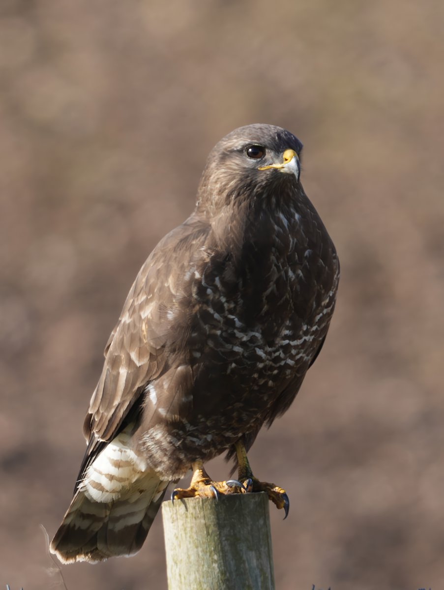 Never get to see them resting on a post, they're usually flying above the garden. #TwitterNatureCommunity #TwitterNaturePhotography #Buzzard #BirdsOfTwitter #BirdsSeenIn2024 #birdsofprey #NatureBeauty #NatureLovers #WildlifeConservation