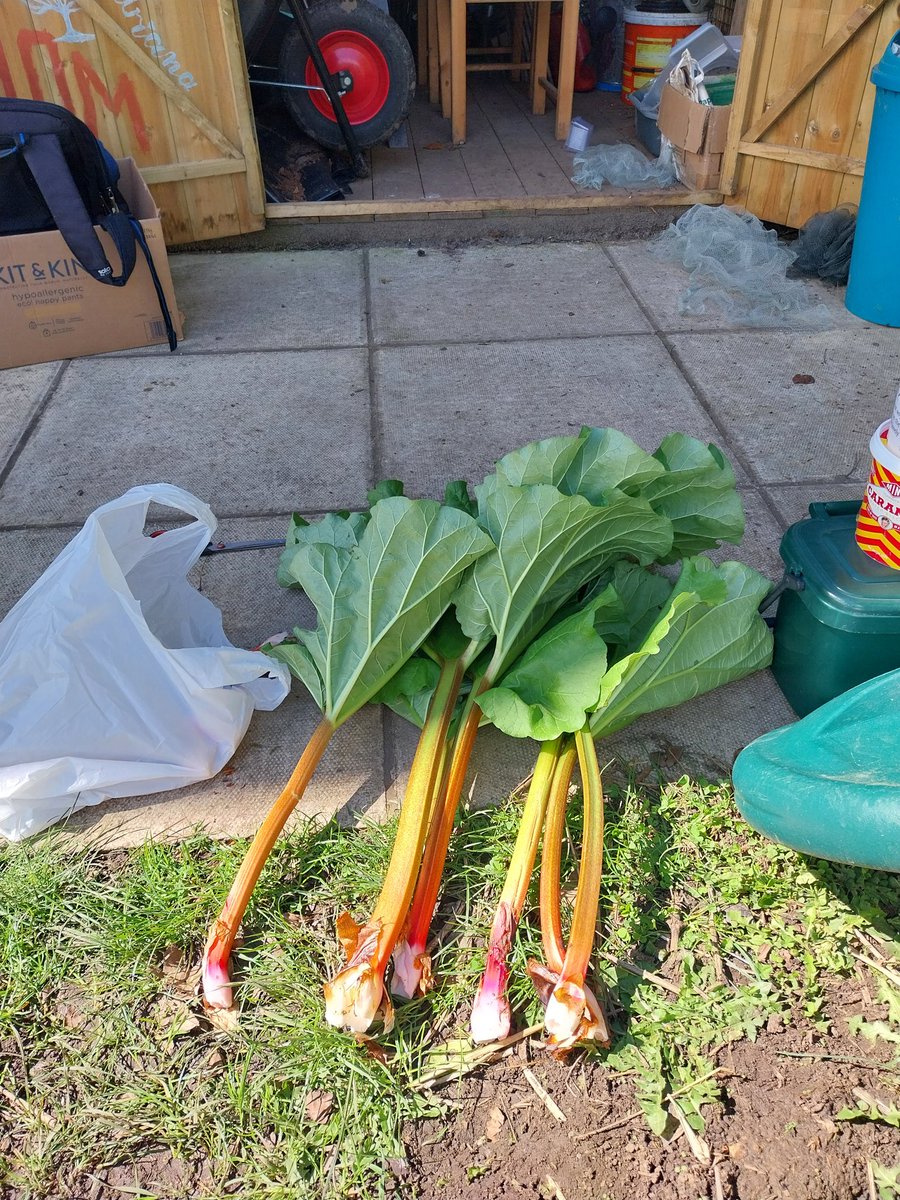 DiscoveringOT's tweet photo. Protection for the #cavelonero made from sticks, old netting and strips of old clothes. #sustainability in action! 
The #rhubarb is also looking good this year. #allotmentgroup #therapeuticgardening #outdoorOT #occupationmatters @NottinghamCVS @CrippsWellbeing @UNHS_Cripps https://t.co/KN809QjrGI