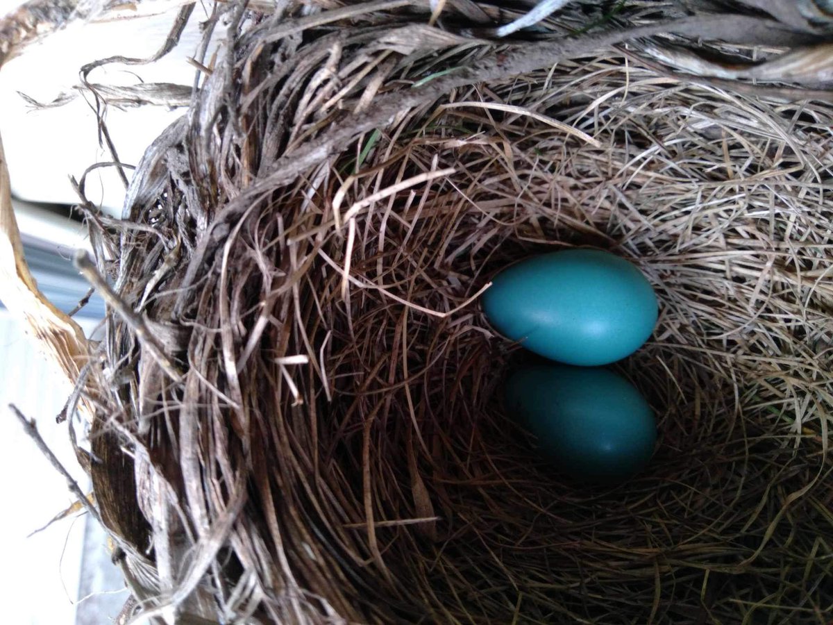 SweenBean79's tweet photo. Our 76 year old dad keeps sending updates to the group chat about his ongoing battle with this bird.  The bird is currently winning.  #dadvsbird #springinthemidwest https://t.co/jxdABMzvLc