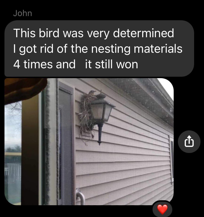 SweenBean79's tweet photo. Our 76 year old dad keeps sending updates to the group chat about his ongoing battle with this bird.  The bird is currently winning.  #dadvsbird #springinthemidwest https://t.co/jxdABMzvLc