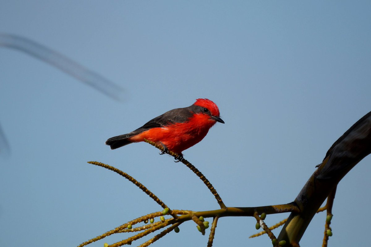 'Isn't this Vermilion Flycatcher beautiful? Look at its vibrant red color!'

#nature #birds #photography
