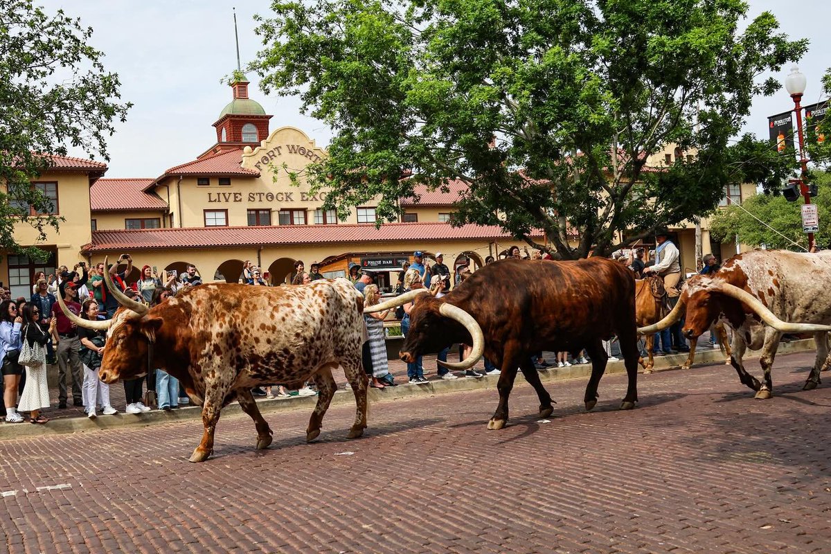 Cattle crossing 🚧 📸: @fantasmafoto