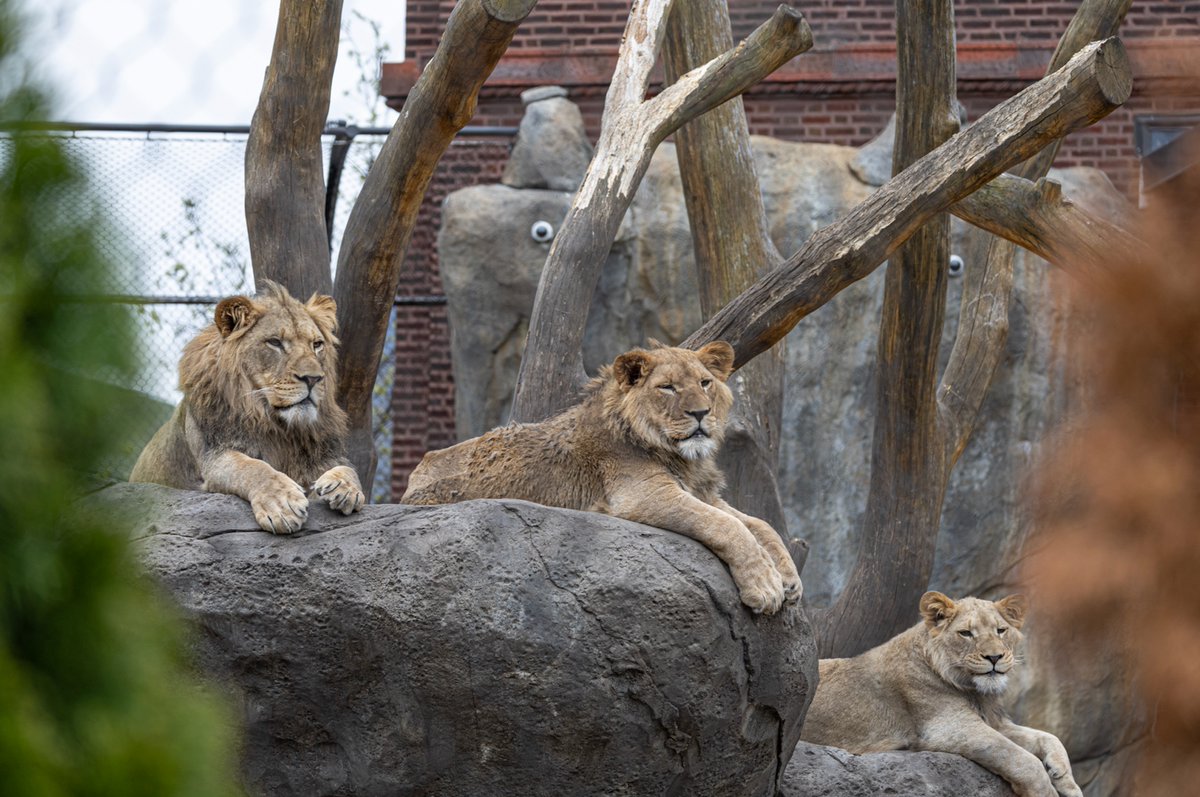 After successful reintroductions to Pesho, Sidai and Pilipili in their indoor space, Lomelok’s care and veterinary teams have made the decision to allow intermittent yard access for all four youngsters starting today