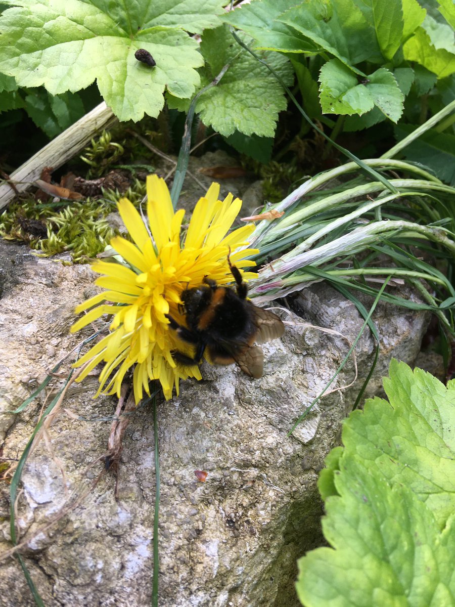 When we were sorting the timber at Outside lives we found this beautiful bumblebee that looked very distressed. We moved it to a safe place and gave it a dandelion head. It was soon a very happy bee. @mhyfryd #Humanities #WalesOutdoorLearningWeek