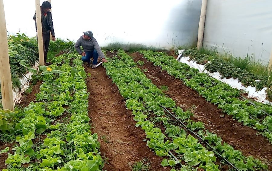 MineraLasBambas's tweet photo. 💪👪 43 familias de las comunidades de Pisaccasa, Miraflores y Andrés Avelino Cáceres del distrito de Mara se benefician con el proyecto de Fortalecimiento de Capacidades en Producción de Cultivos en Fitotoldos. https://t.co/BNRr4nlOhT