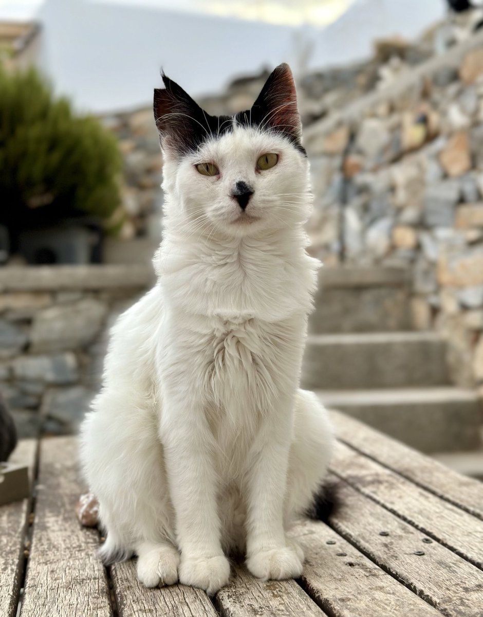 Meet the much-loved Hattie, a spayed female and one of the Aegean cats our kind volunteer Kia cares for on this tiny Greek island. You can help the #cats by making a small donation to fund life-saving medicines, neutering and food. Purr! #CatsAreFamily gofundme.com/f/cats-of-irak…