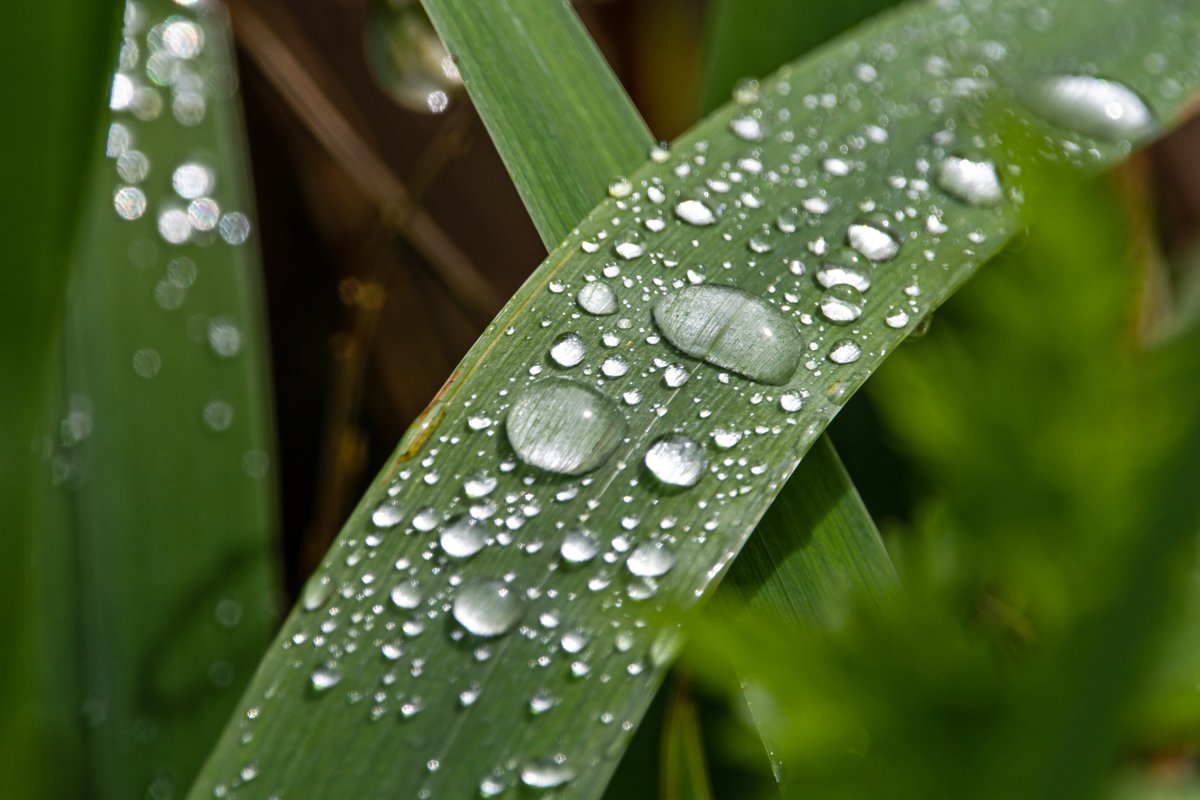 Raindrops on leaves today ... @c_mperman @WooksAmesbury @stealthy360 @XH487 @clark_aviation @julieinthesky @AvHistorian @mariaribera