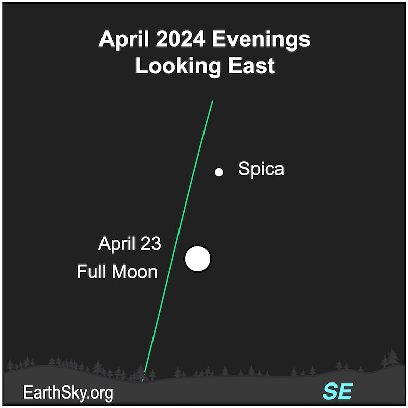 2 hours after sunset on April 23, 2024, the full moon (4° Scorpio), the Pink Moon, will glow brightly in the east below Spica (24° Libra), Virgo's brightest star. Alpha Virgo, Spica, is a binary, brilliant flushed white star marking the Ear of Wheat in the Virgin’s left hand.