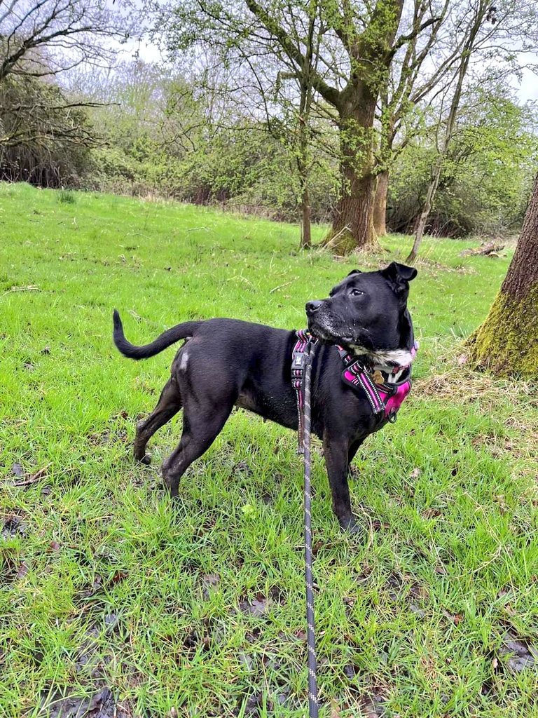 Furever home 🏡 Lady! Mum says 'Lady is a beautiful sweet girl,enjoys her cuddles & playing ball,loves nothing more than being outside,it’s where she spends most if her time. Loves walks down to the river. She's a real character, settling in well, very much part of our family ❤️'