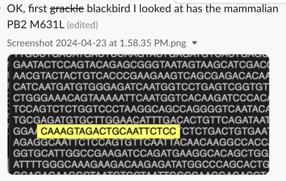 OK, I think we're close to decisive evidence that US bovine H5N1 had a single origin from birds, and that when related viruses from birds *have* been found, they are jumps from cattle back into birds. Grackles, blackbirds, chickens all show mammalian adaptation like PB2 M631L.