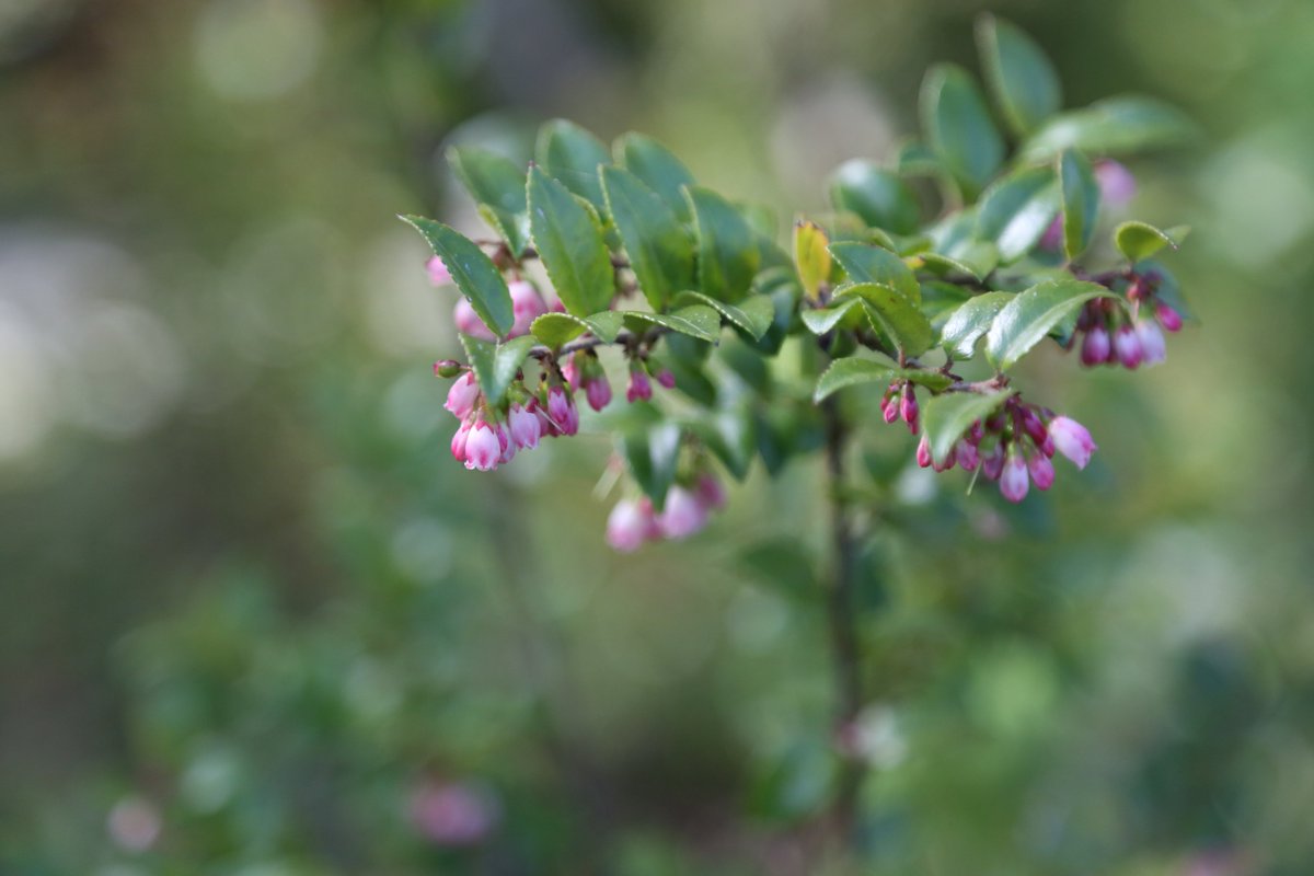 orcoastaquarium's tweet photo. From weeding to planting to pruning, our horticulture volunteers support the beautification of our grounds. Because of their work, we can enjoy views of thriving Salal, Yarrow, and other Oregon-native species, and the pollinators they attract.
#NVAW #volunteerappreciationweek https://t.co/DdQY0N66O5