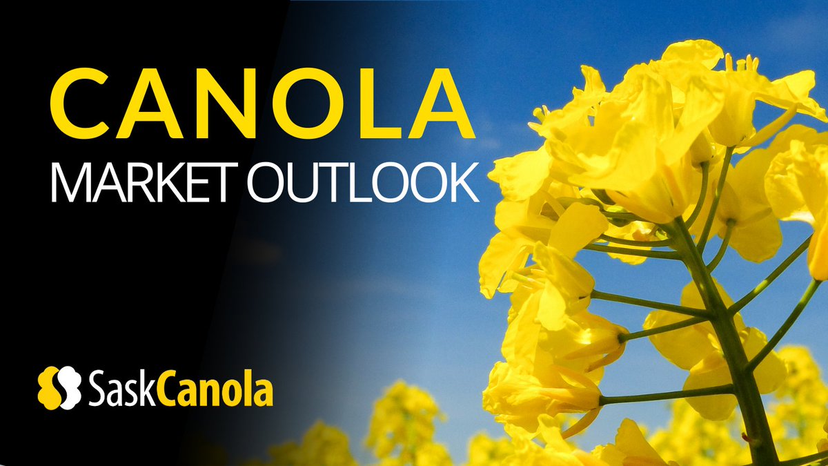 'AAFC left their canola balance sheet unchanged from their March report. The important main difference to our numbers is the 2023/24 carry-in, which we expect to come in at a bigger ~3 million MT...' More info in this week's market outlook: saskcanola.com/market-outlook… #CdnAg #canola…