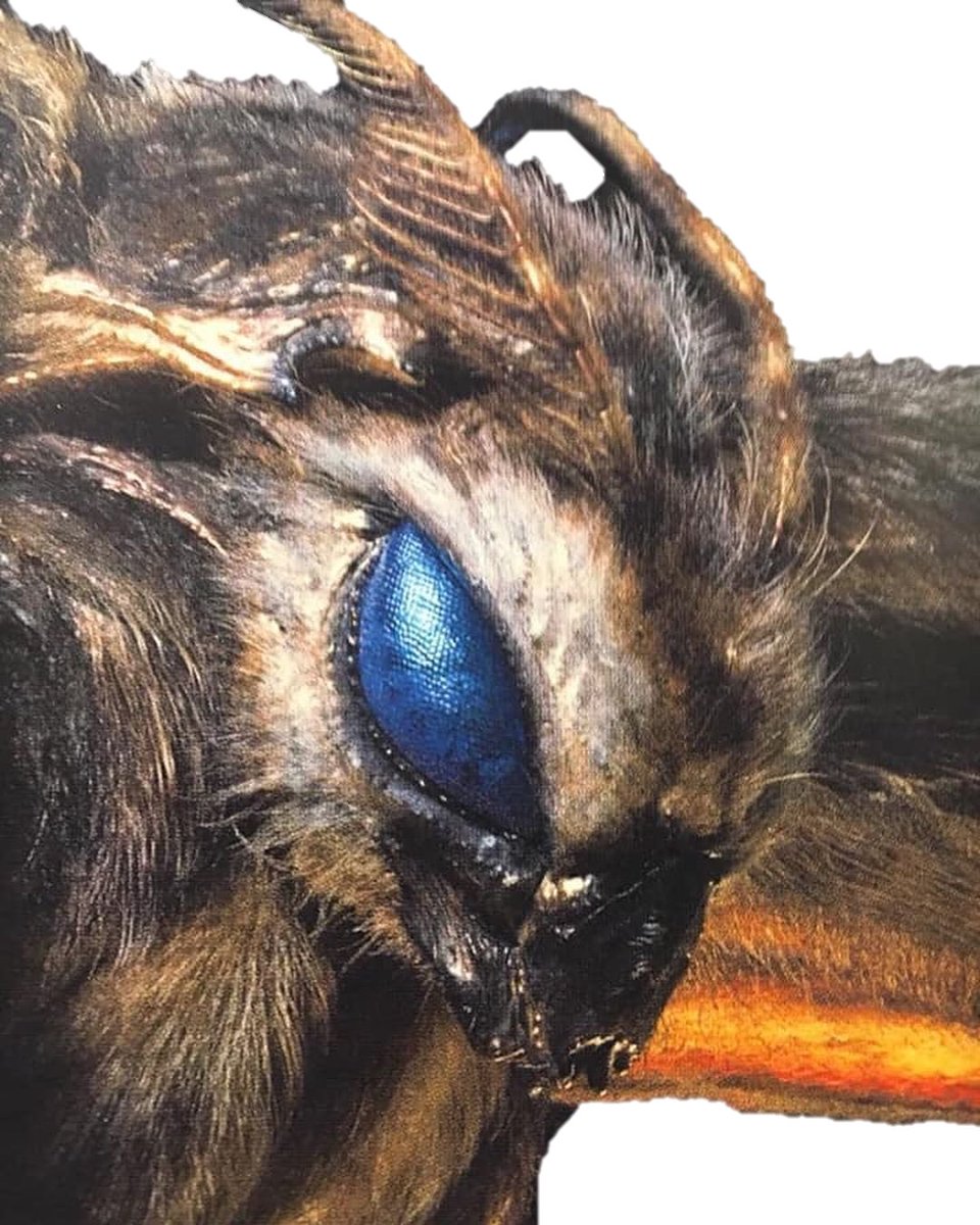 Close up of Mothra ✨✨🦋 

from Godzilla: King of The Monsters