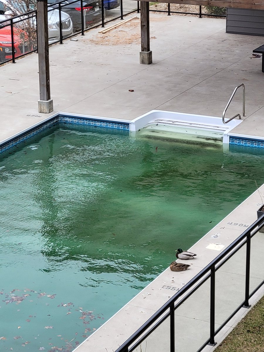 AntoOneTwo's tweet image. Y'a des canards dans la piscine de mon appartement lmao 😅

Et oui l'eau est dégueulasse ils vont la changer bientôt